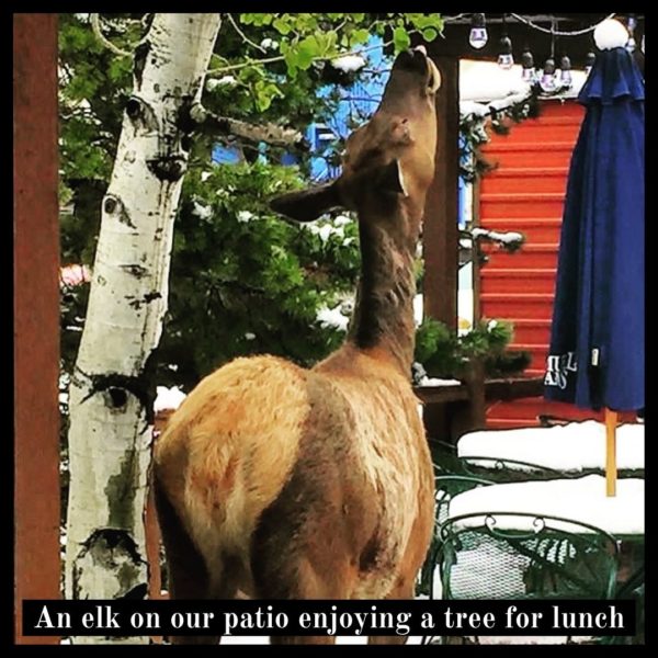 Elk near Blackbird Cafe's creekside patio