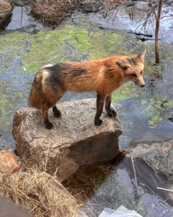 Red fox standing beside Bear Creek