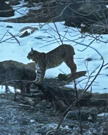 Red fox walking through snow