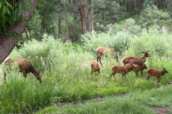 Elk herd walking through a mountain meadow
