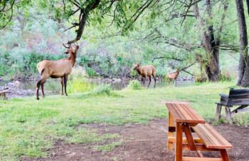 Elk grazing near Blackbird Cafe's outdoor tables