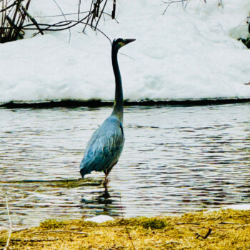 Great blue heron standing in Bear Creek
