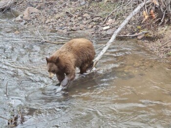 Black bear wading through Bear Creek